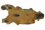 Fossil Mud Lobster (Thalassina) - Australia #109294-3